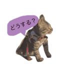 猫のカイちゃん①（個別スタンプ：8）