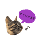 猫のカイちゃん①（個別スタンプ：10）