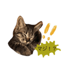 猫のカイちゃん①（個別スタンプ：11）