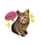 猫のカイちゃん①（個別スタンプ：12）