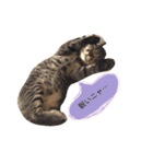 猫のカイちゃん①（個別スタンプ：13）