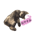猫のカイちゃん①（個別スタンプ：14）