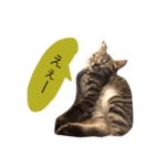 猫のカイちゃん①（個別スタンプ：15）