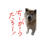 koro,s stickler（個別スタンプ：1）