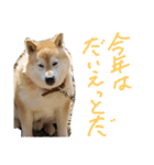koro,s stickler（個別スタンプ：5）