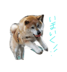 koro,s stickler（個別スタンプ：7）