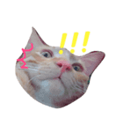 hello,cat！（個別スタンプ：1）