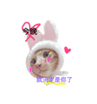 hello,cat！（個別スタンプ：2）