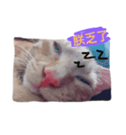 hello,cat！（個別スタンプ：5）