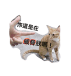 hello,cat！（個別スタンプ：6）