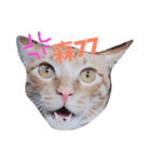 hello,cat！（個別スタンプ：7）