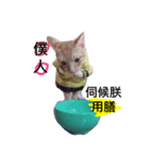 hello,cat！（個別スタンプ：8）