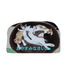 ミケファミリー（個別スタンプ：3）