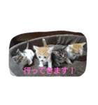 ミケファミリー（個別スタンプ：4）