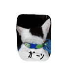 ミケファミリー（個別スタンプ：5）