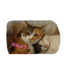 ミケファミリー（個別スタンプ：8）