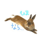 実写うさぎのもかちゃんスタンプ（個別スタンプ：2）