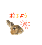 実写うさぎのもかちゃんスタンプ（個別スタンプ：3）