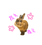 実写うさぎのもかちゃんスタンプ（個別スタンプ：5）