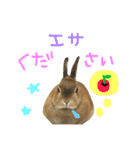 実写うさぎのもかちゃんスタンプ（個別スタンプ：7）
