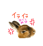 実写うさぎのもかちゃんスタンプ（個別スタンプ：8）