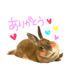 実写うさぎのもかちゃんスタンプ（個別スタンプ：10）
