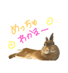 実写うさぎのもかちゃんスタンプ（個別スタンプ：14）