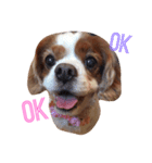 minniechan stanp1（個別スタンプ：1）