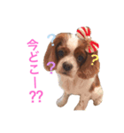 minniechan stanp1（個別スタンプ：5）