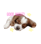 minniechan stanp1（個別スタンプ：8）