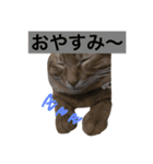 MaronSutanpu（個別スタンプ：4）