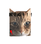 MaronSutanpu（個別スタンプ：6）