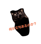 黒猫ぶぬ（個別スタンプ：1）