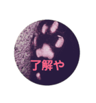 黒猫ぶぬ（個別スタンプ：6）
