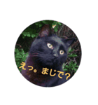 黒猫ぶぬ（個別スタンプ：8）