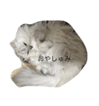 キャットライフ（個別スタンプ：3）