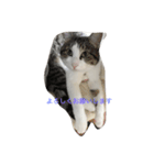 キャットライフ（個別スタンプ：4）