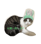 キャットライフ（個別スタンプ：6）