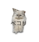 キャットライフ（個別スタンプ：13）