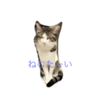 キャットライフ（個別スタンプ：18）