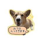 my lovely corgi.（個別スタンプ：5）