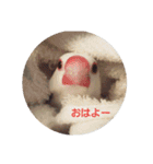 文鳥達スタンプ（個別スタンプ：1）