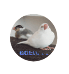文鳥達スタンプ（個別スタンプ：2）