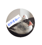 文鳥達スタンプ（個別スタンプ：3）