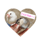 文鳥達スタンプ（個別スタンプ：4）