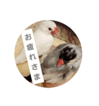 文鳥達スタンプ（個別スタンプ：5）
