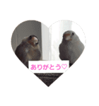 文鳥達スタンプ（個別スタンプ：7）