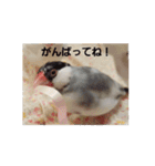 文鳥達スタンプ（個別スタンプ：8）