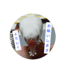 文鳥達スタンプ（個別スタンプ：10）