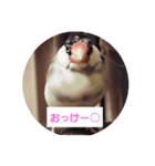 文鳥達スタンプ（個別スタンプ：11）